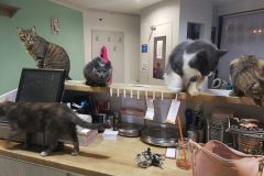 U Kočičích tlapek | Kočičí kavárna | Kladno